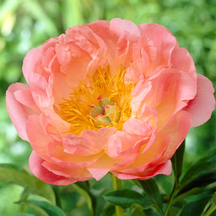 Award Winning Peony Collection|Pink Hawaiian Coral Peony