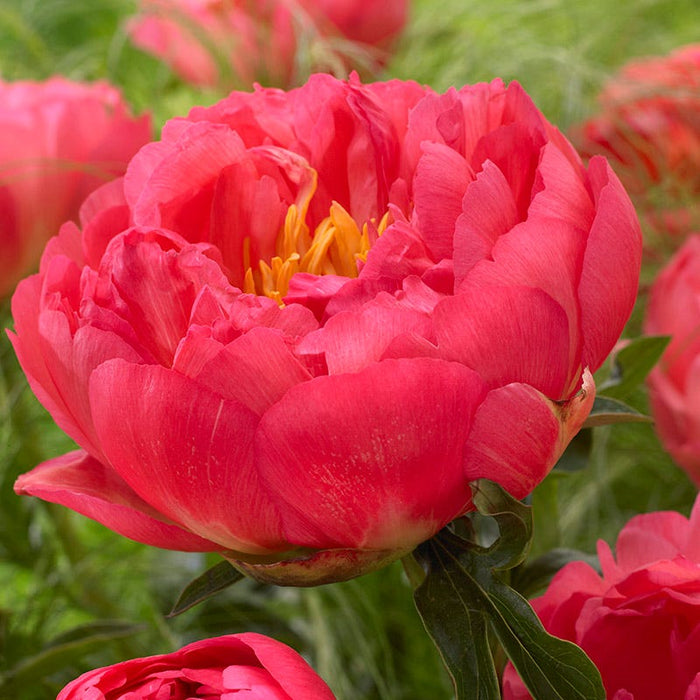 Award Winning Peony Collection|Peony Coral Sunset