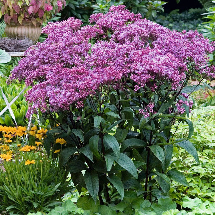 Baby Joe Dwarf Pye Weed