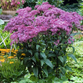 Baby Joe Dwarf Pye Weed