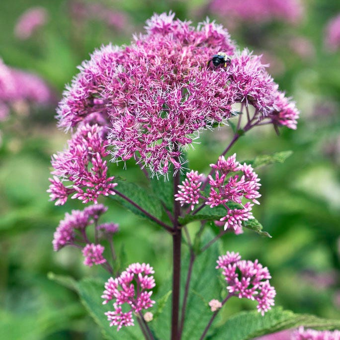 Baby Joe Dwarf Pye Weed|Baby Joe Dwarf Pye Weed