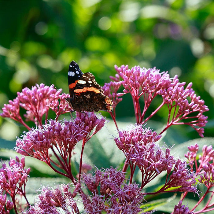 Baby Joe Dwarf Pye Weed|Baby Joe Dwarf Pye Weed