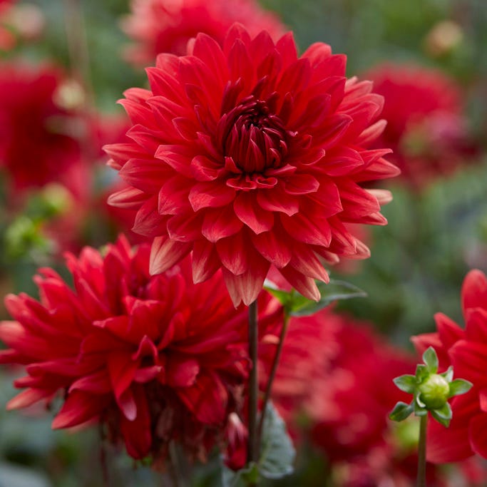 Babylon Red Dinner Plate Dahlia|Babylon Red Dinner Plate Dahlia flowers