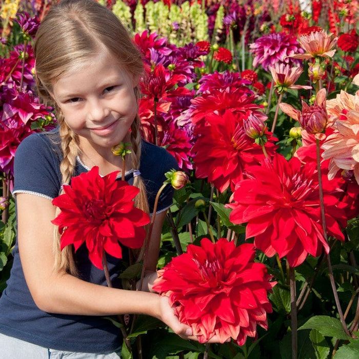 Babylon Red Dinner Plate Dahlia|Babylon Red Dinner Plate Dahlia girl with flowers