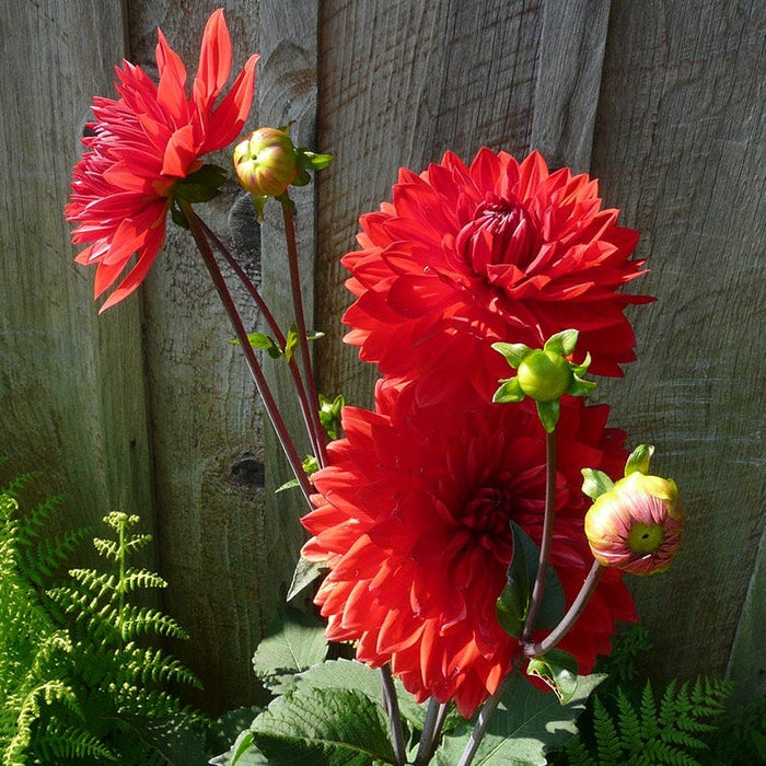 Babylon Red Dinner Plate Dahlia|Babylon Red Dinner Plate Dahlia flowers