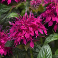 Balmy™ Rose Bee Balm