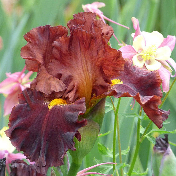 Valentino Bearded Iris|Valentino Bearded Iris, Iris germanica Valentino