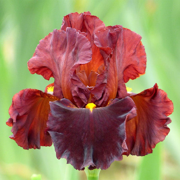 Valentino Bearded Iris|Valentino Bearded Iris, Iris germanica Valentino