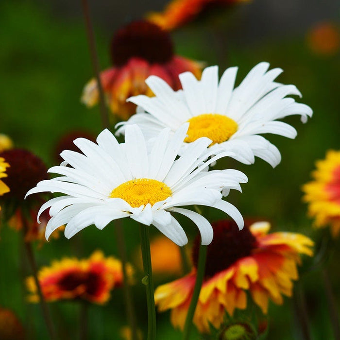 Becky Shasta Daisy