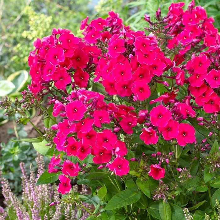 Beautiful Bouquets Pre-Planned Garden|Red Riding Hood Phlox