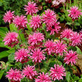 Bee Balm Grand Parade