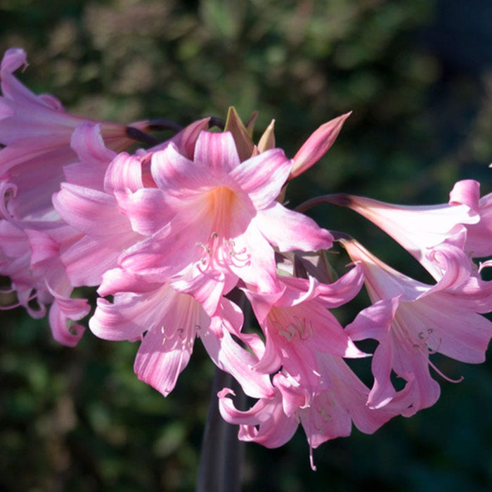 Belladonna Lily|Belladonna Lily, Naked Ladies Bulb, Amaryllis belladona