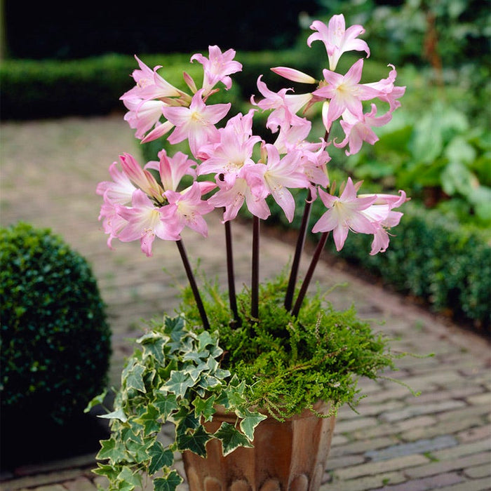 Belladonna Lily|Belladonna Lily, Naked Ladies Bulb, Amaryllis belladona