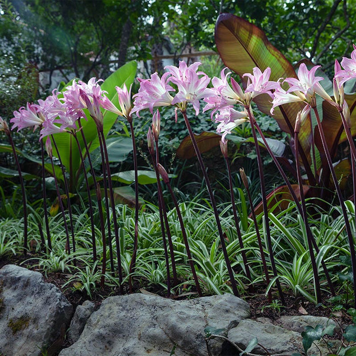 Belladonna Lily|Belladonna Lily, Naked Ladies Bulb, Amaryllis belladona
