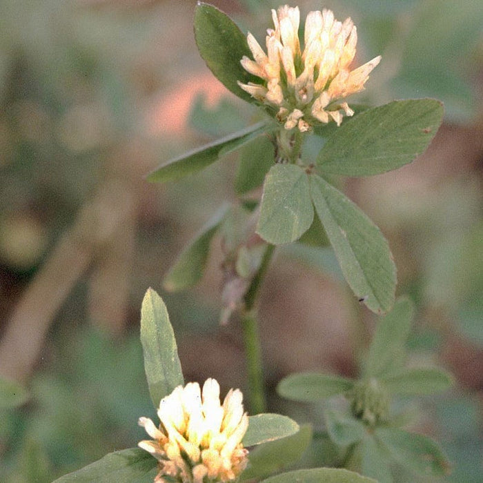 Berseem Clover Seeds|Berseem Clover, Trifolium alexandrinum