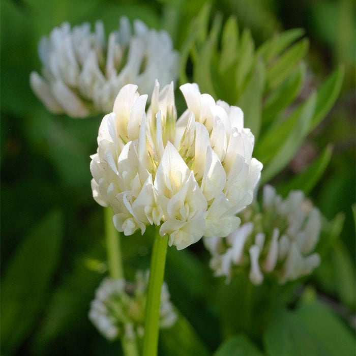 Berseem Clover Seeds|Berseem Clover, Trifolium alexandrinum