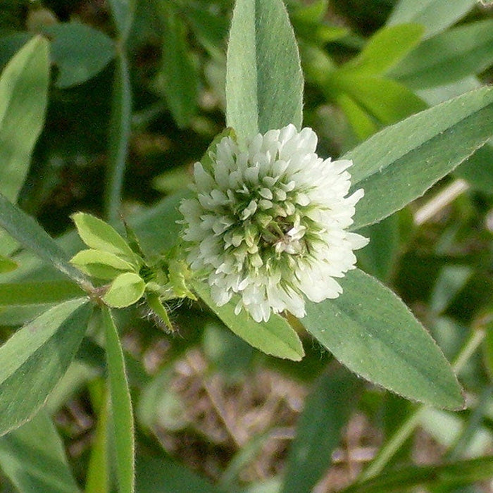 Berseem Clover Seeds|Berseem Clover Close Up