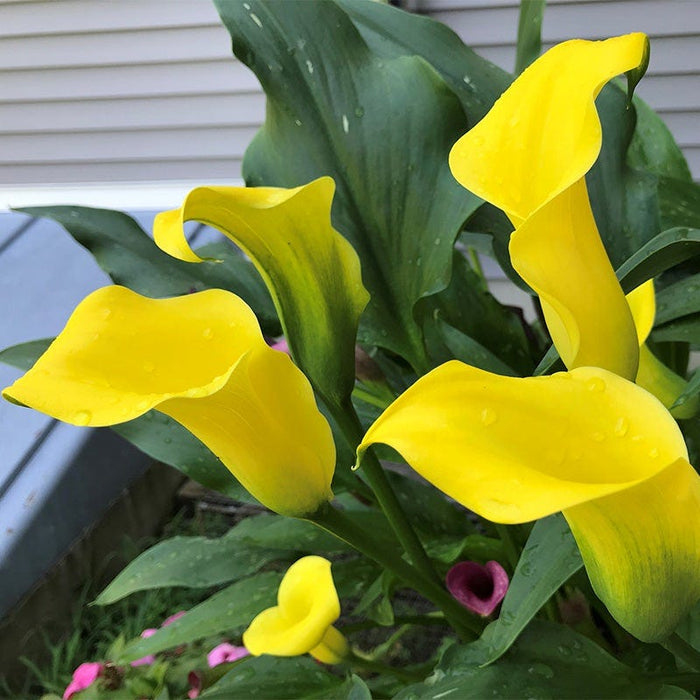 Best Gold Calla Lily|Best Gold Calla Lily, Zantedeschia Best Gold booming in the garden