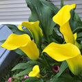 Best Gold Calla Lily|Best Gold Calla Lily, Zantedeschia Best Gold booming in the garden