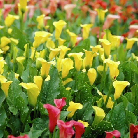 Best Gold Calla Lily|Best Gold Calla Lily, Zantedeschia Best Gold growing with other calla lilies