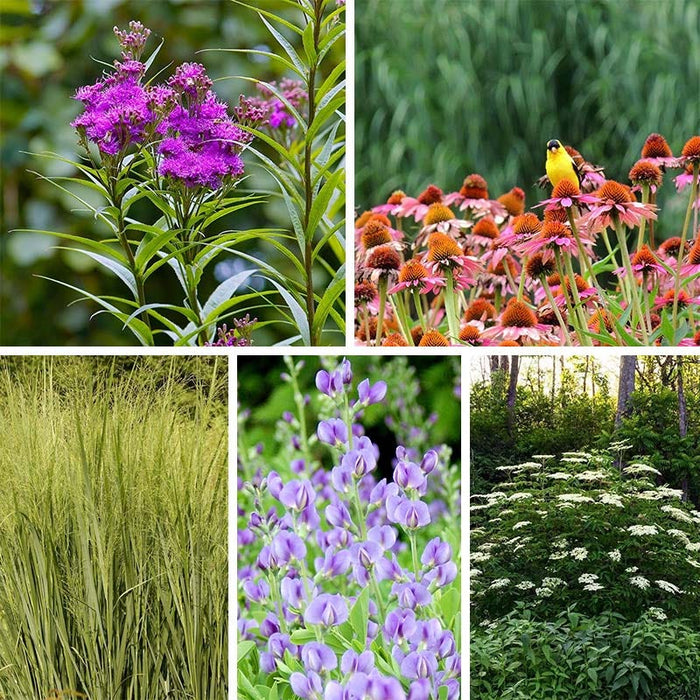 Bird Watcher Plant Collection|Bird Watcher Plant Collection