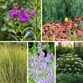 Bird Watcher Plant Collection|Bird Watcher Plant Collection