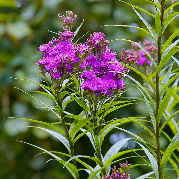 Bird Watcher Plant Collection|Common Ironweed
