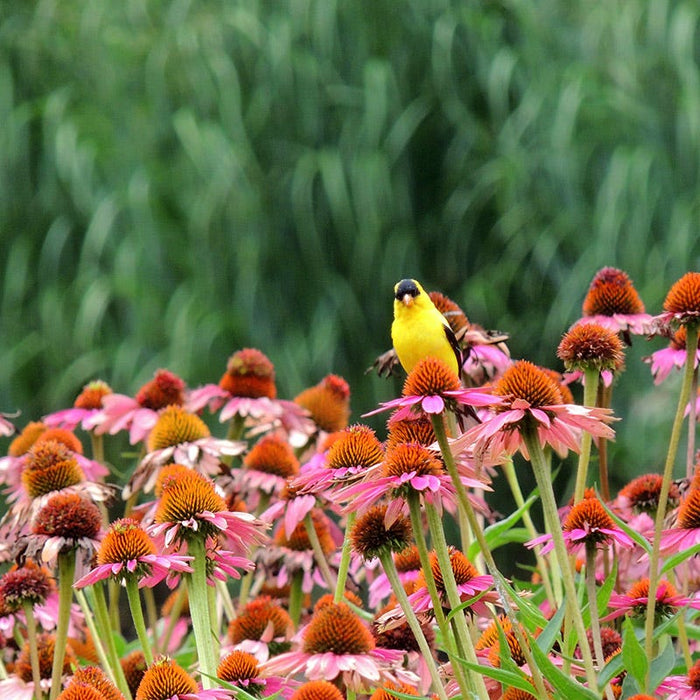 Bird Watcher Plant Collection|Magnus Echinacea