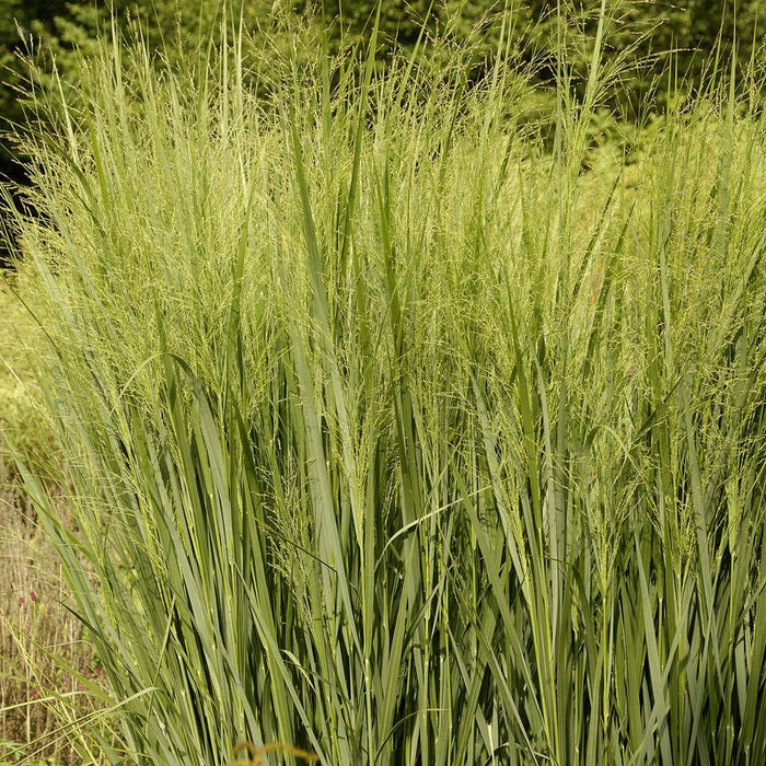 Bird Watcher Plant Collection|Northwind Switchgrass