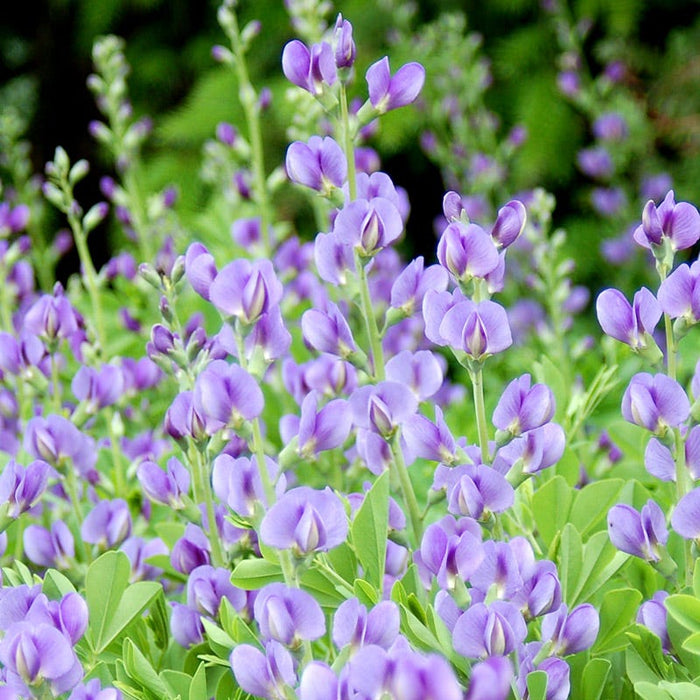 Bird Watcher Plant Collection|Baptisia