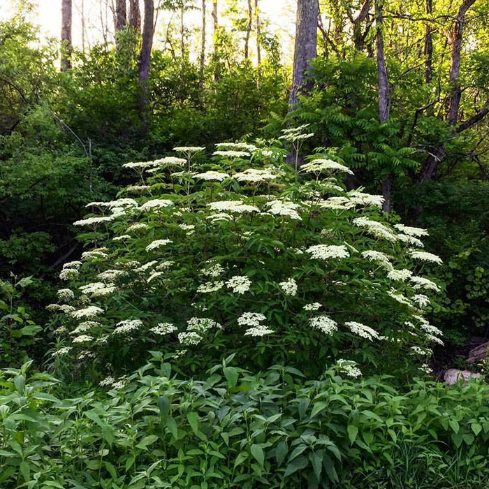 Bird Watcher Plant Collection|Wild Elderberry