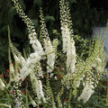 Black Cohosh|White Black Cohosh, Actaea racemosa or Cimicifuga racemosa, Black Cohosh or American Bugbane