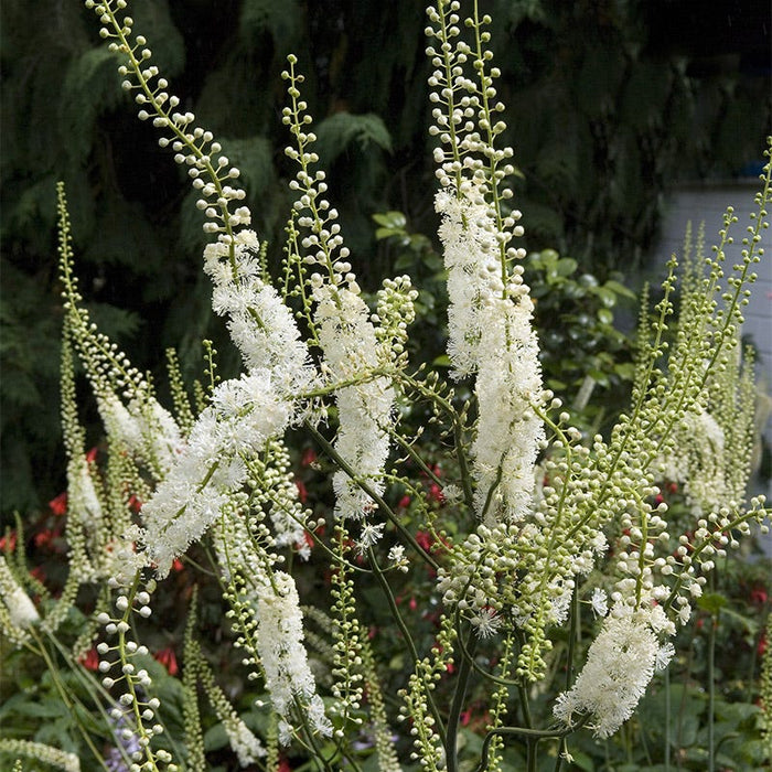 Black Cohosh|White Black Cohosh, Actaea racemosa or Cimicifuga racemosa, Black Cohosh or American Bugbane