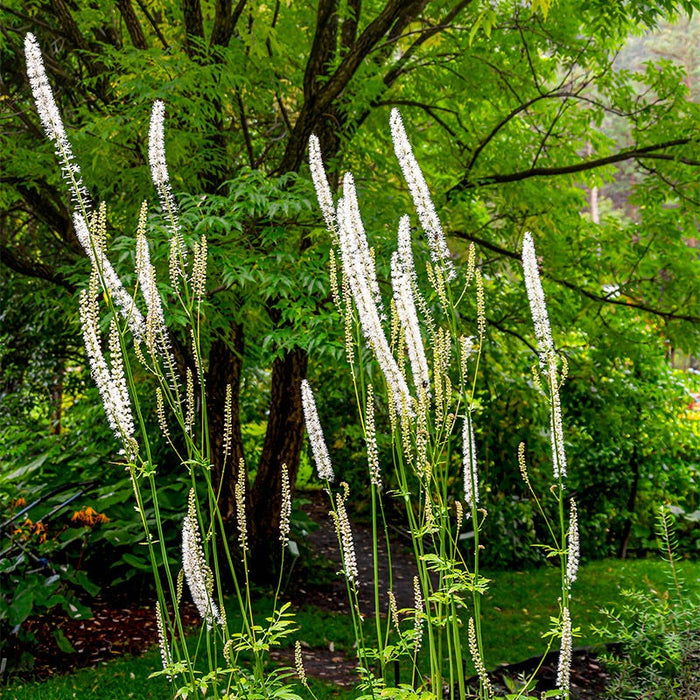 Black Cohosh|White Black Cohosh, Actaea racemosa or Cimicifuga racemosa, Black Cohosh or American Bugbane