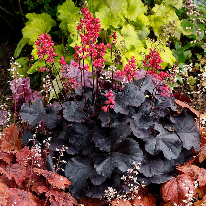 Black Forest Cake Coral Bells|Black Forest Cake Coral Bells