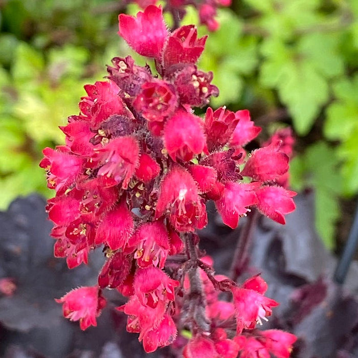 Black Forest Cake Coral Bells|Black Forest Cake Coral Bells, close up