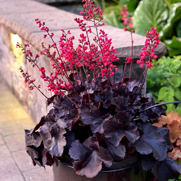 Black Forest Cake Coral Bells|Black Forest Cake Coral Bells