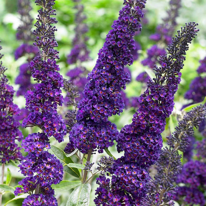 Black Knight Butterfly Bush|Purple Butterfly Bush Black Knight, Buddleia Blooms