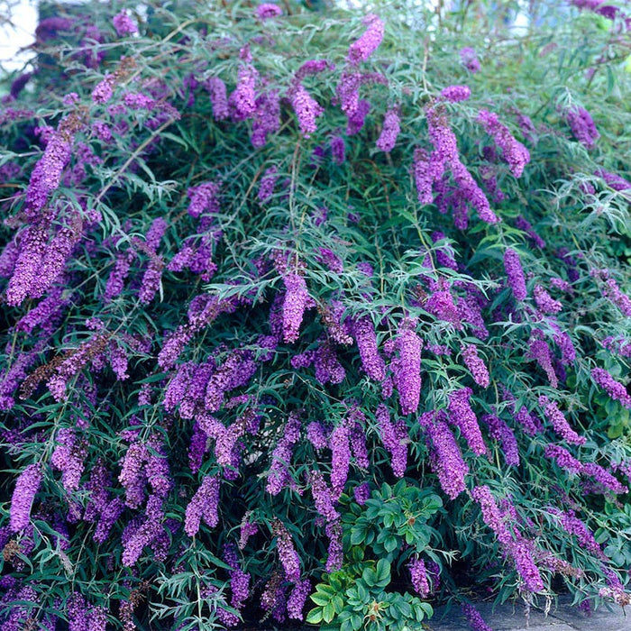 Black Knight Butterfly Bush|Purple Butterfly Bush Black Night, Buddleia davidii, Butterfly Bush