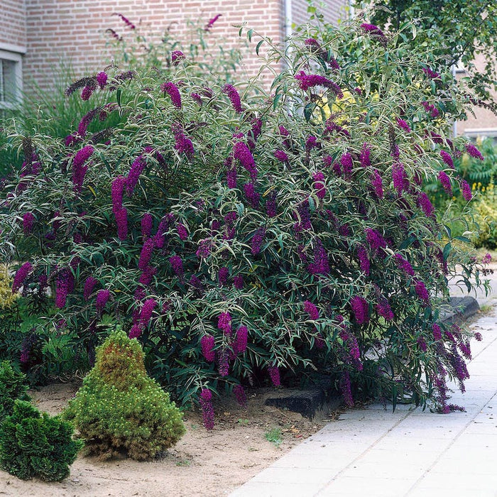 Black Knight Butterfly Bush|Purple Butterfly Bush Black Knight, Buddleia