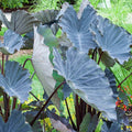 Black Magic Elephant Ear - Bag of 1|Black Magic Elephant Ear, Colocasia Black Magic growing in the garden