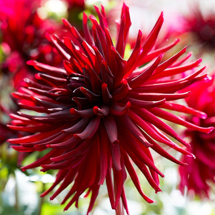 Black Narcissus Cactus Dahlia|Red Black Narcissus Cactus Dahlia, Cactus Dahlia Black Narcissus