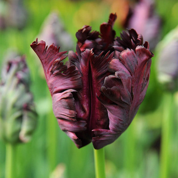 Black Parrot Tulip|Dark Purple Black Parrot Tulip Bulbs, Tulipa, Parrot Tulips