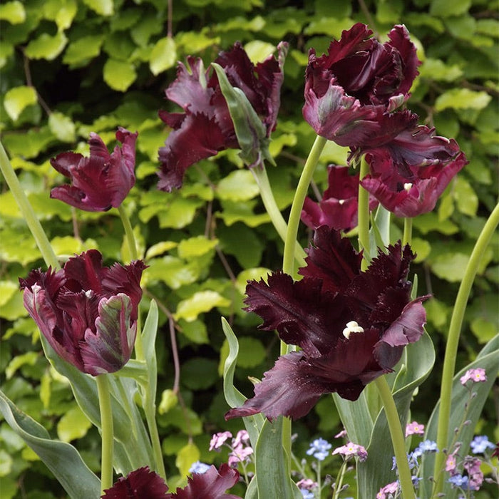 Black Parrot Tulip|Dark Purple Black Parrot Tulip Bulbs, Tulipa, Parrot Tulips blooming in garden