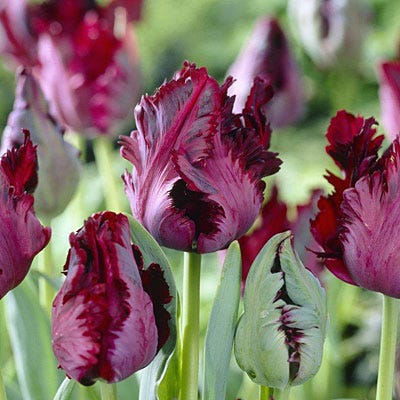 Black Parrot Tulip|Purple and Almost Black Parrot Tulip Bulbs Black Parrot, Tulipa, Parrot Tulips