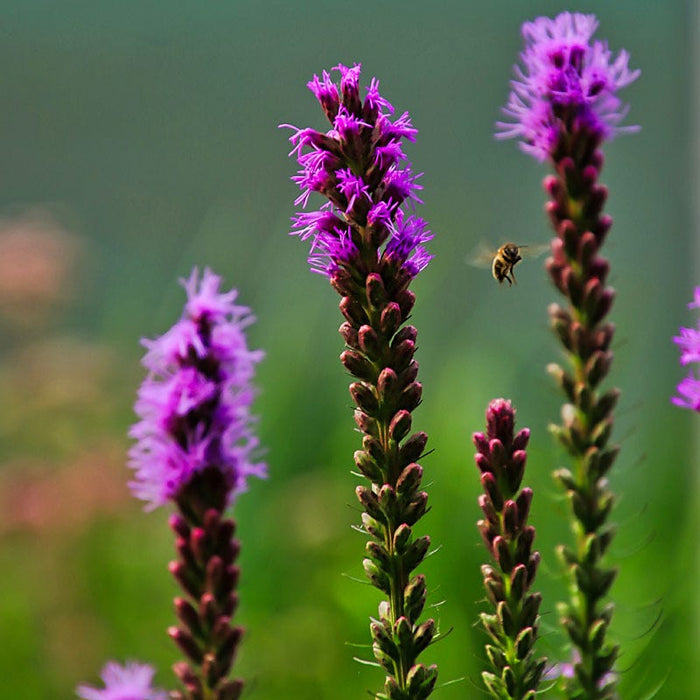 Blazing Star|Purple Liatris spicata, Liatris spicata, Blazing Star with pollinator