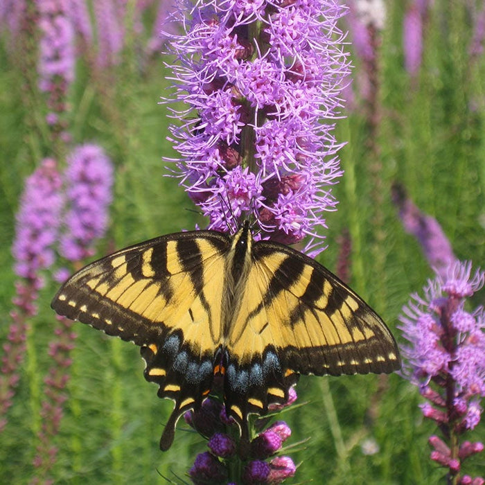 Blazing Star|Purple Liatris spicata, Liatris spicata, Blazing Star with pollinator