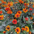 Heliopsis helianthoides var. scabra 'Bleeding Hearts', Image Credit: Walter's Gardens, Inc