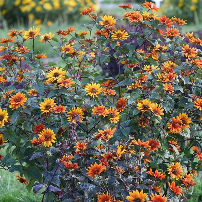 Heliopsis helianthoides var. scabra 'Bleeding Hearts', Image Credit: Walter's Gardens, Inc