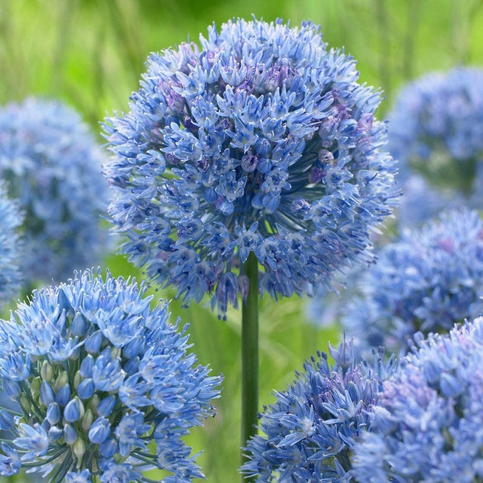 Blue Allium caeruleum|Blue Allium Bulbs True Blue, Allium azureum or Allium caeruleum, Persian Onion